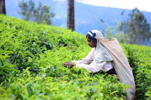 Nuwara Eliya