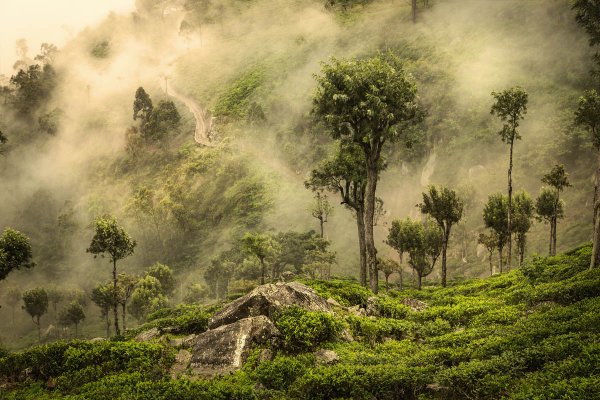 Nuwara Eliya