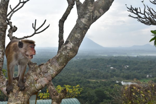 Dambulla cave temple visit