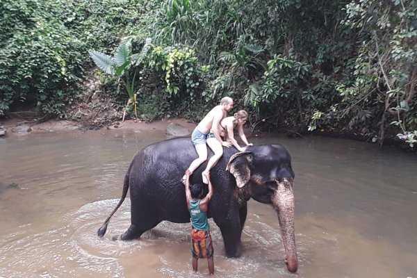 Spend half a day with Elephants