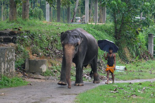 Spend half a day with Elephants