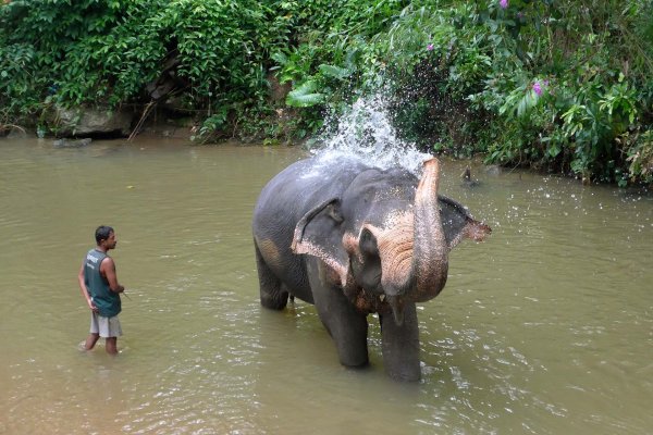 Spend half a day with Elephants