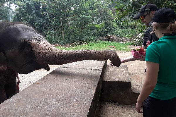 Spend half a day with Elephants