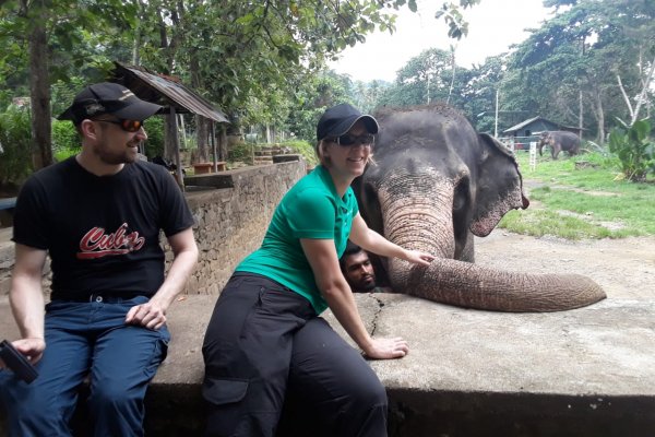 Spend half a day with Elephants