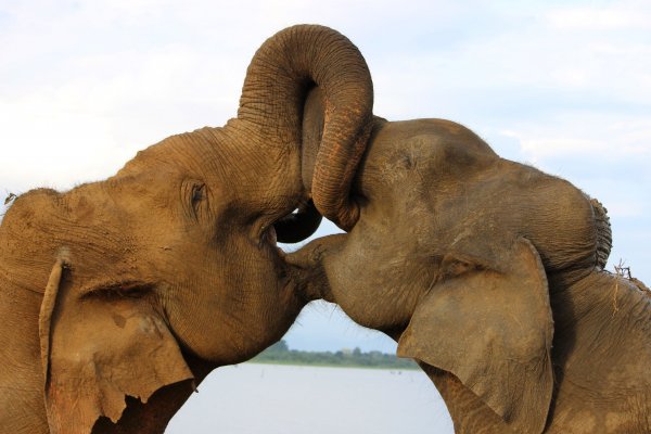 Morning Safari in Yala national park