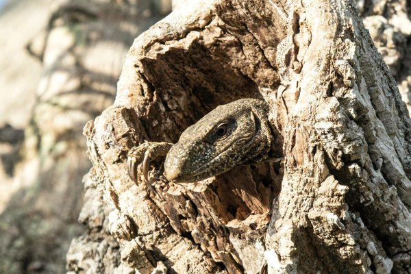 Morning Safari in Yala national park