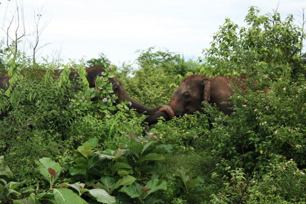 Morning Safari in Yala national park