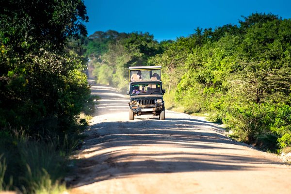 Morning Safari in Yala national park