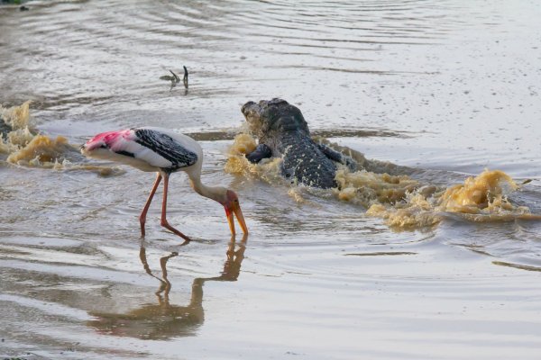 Morning Safari in Yala national park