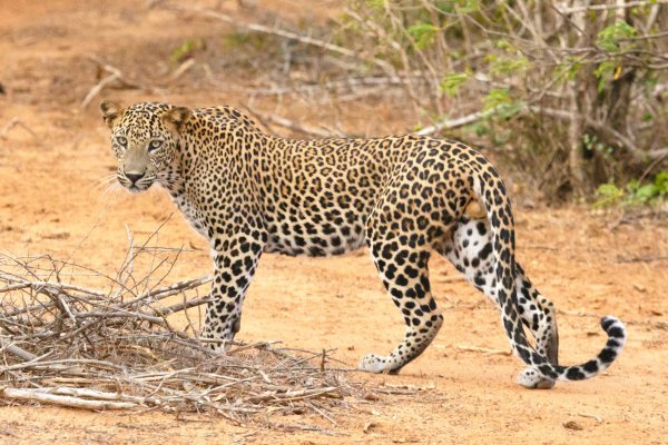 Morning Safari in Yala national park