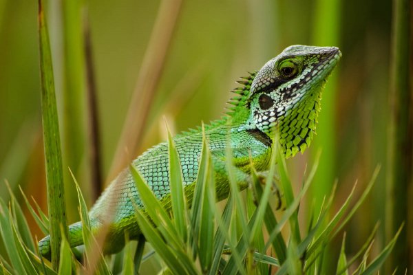 Afternoon safari in Yala national park