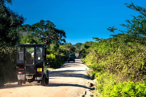 Afternoon safari in Yala national park