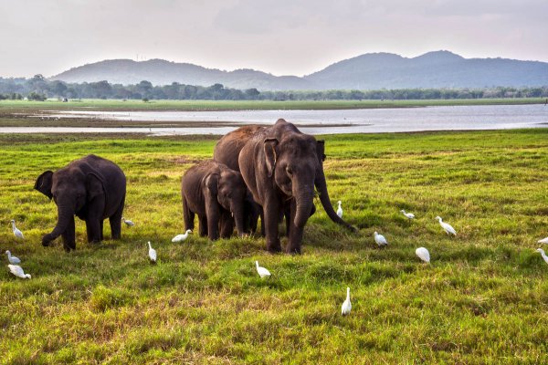 Afternoon safari in Yala national park