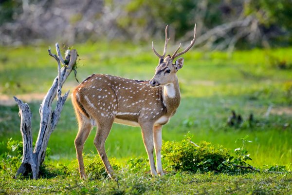 Afternoon safari in Yala national park