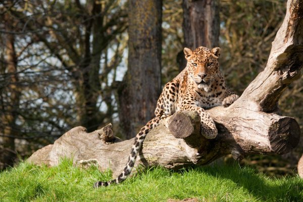 Afternoon safari in Yala national park