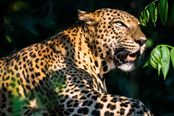 Afternoon safari in Yala national park