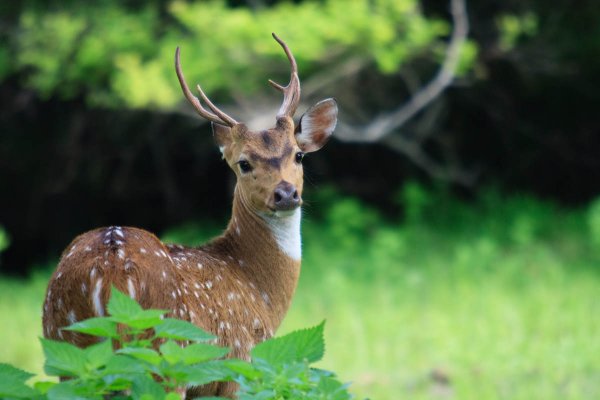 Afternoon safari in Yala national park