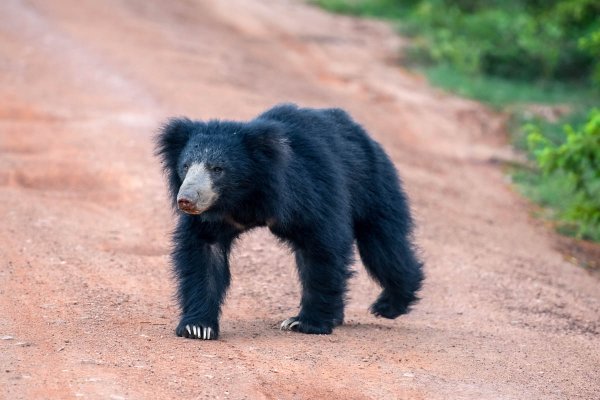 Afternoon safari in Yala national park