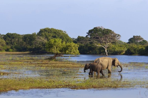 Afternoon safari in Yala national park