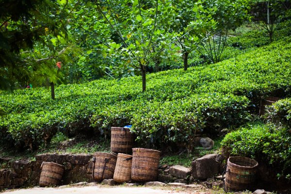 Visit Ramboda Tea factory