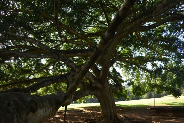 Visit Peradeniya botanical Garden