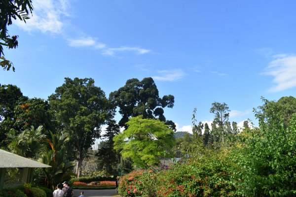 Visit Peradeniya botanical Garden