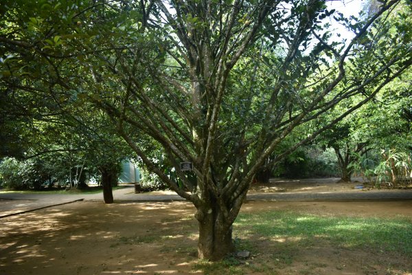 Visit Peradeniya botanical Garden