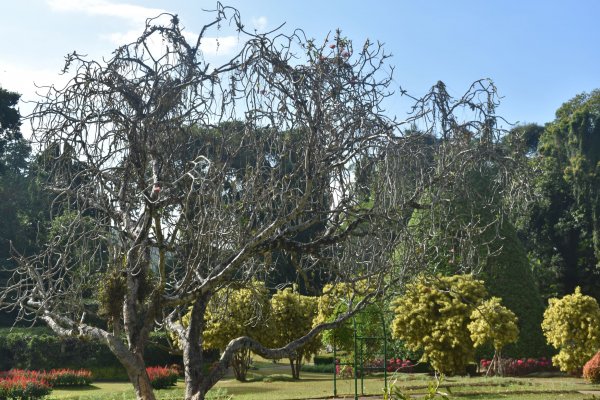 Visit Peradeniya botanical Garden