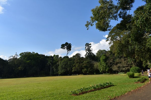 Visit Peradeniya botanical Garden