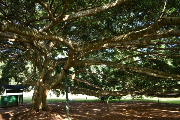 Visit Peradeniya botanical Garden